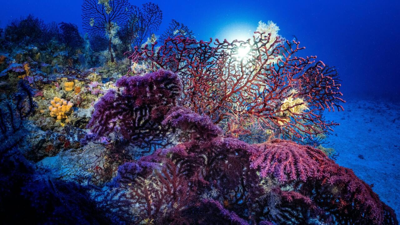 Coral